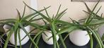 Aloe Vera plant, Ophalen, Overige soorten, Halfschaduw, Minder dan 100 cm