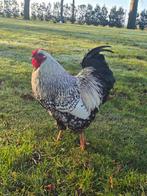 Wyandotte kriel haan, Dieren en Toebehoren, Mannelijk, Kip