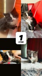 Fluffy Ragdoll x Perzische Angora kittens 🐾✨, Geslacht onbekend