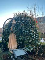 Glansmispel Red Robin - Photinia fraseri 'Red Robin', Volle zon, Vaste plant, Lente, Ophalen