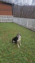  Django – van vechter naar levensgenieter , Dieren en Toebehoren, Particulier, 15 weken tot 1 jaar, Reu, Buitenland