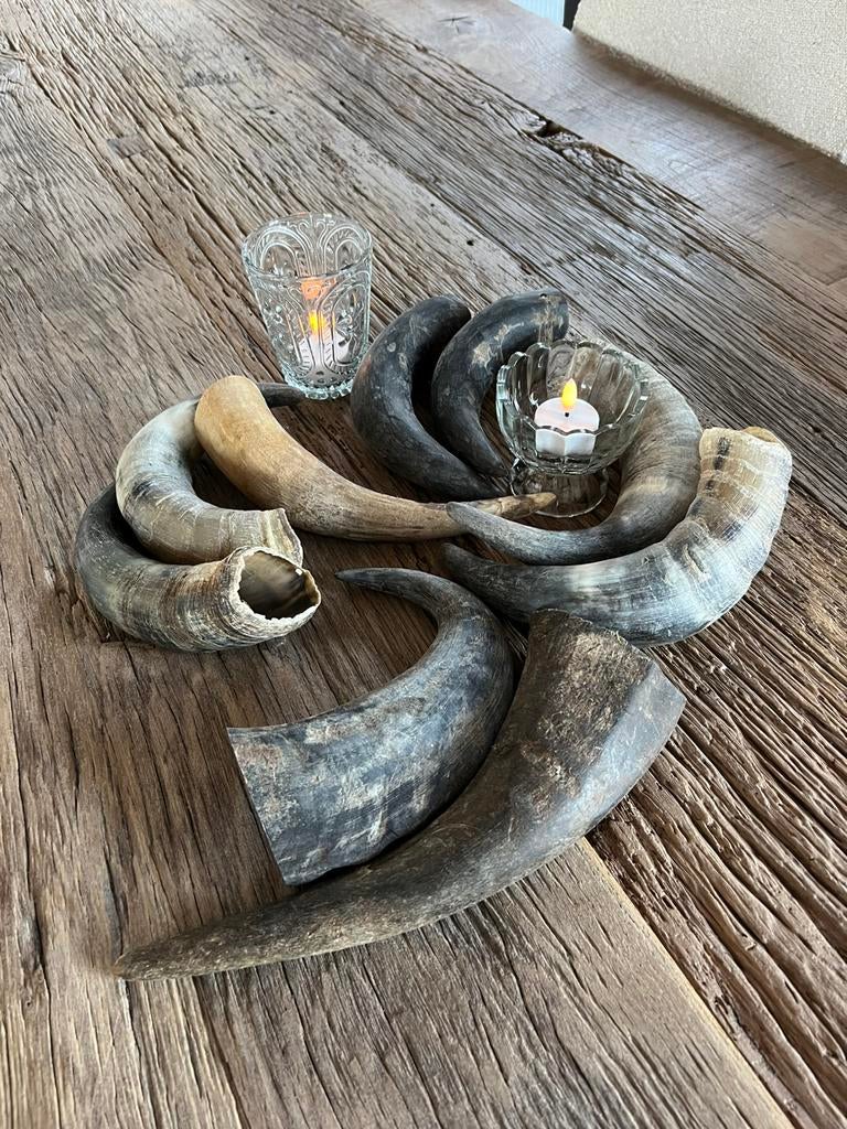 Koeien hoorn, Verzamelen, Ophalen of Verzenden, Beeldje of Figuurtje