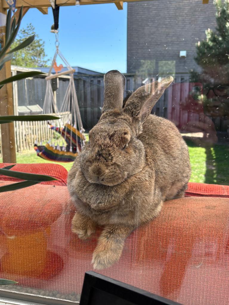 Vlaamse reus voedster 1 jaar, Dieren en Toebehoren, Konijnen, Vrouwelijk, Groot, 0 tot 2 jaar