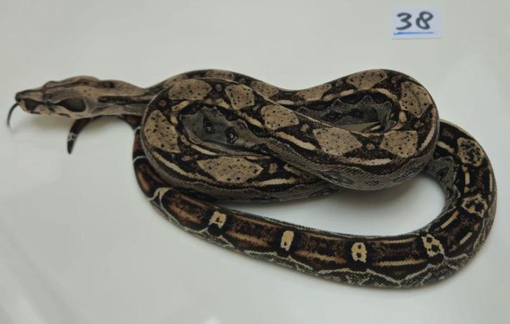 Boa 2025 diverse wildkleur