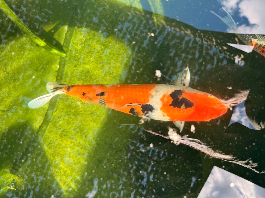 Showa, japanse koi, Dieren en Toebehoren, Vissen | Vijvervissen, Karper of Koi