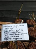 Te koop 7 verschillende soorten Blauwe bessenstruiken, Tuin en Terras, Planten | Fruitbomen, Lente, Overige soorten, Volle zon