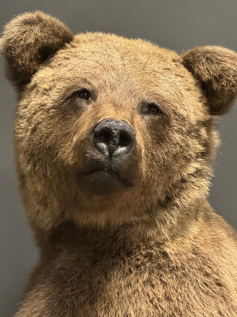 opgezette dieren, taxidermie, opgezet dier, Ophalen, Nieuw, Overige soorten, Opgezet dier