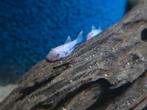 Snowwhite ancistrus!, Vis