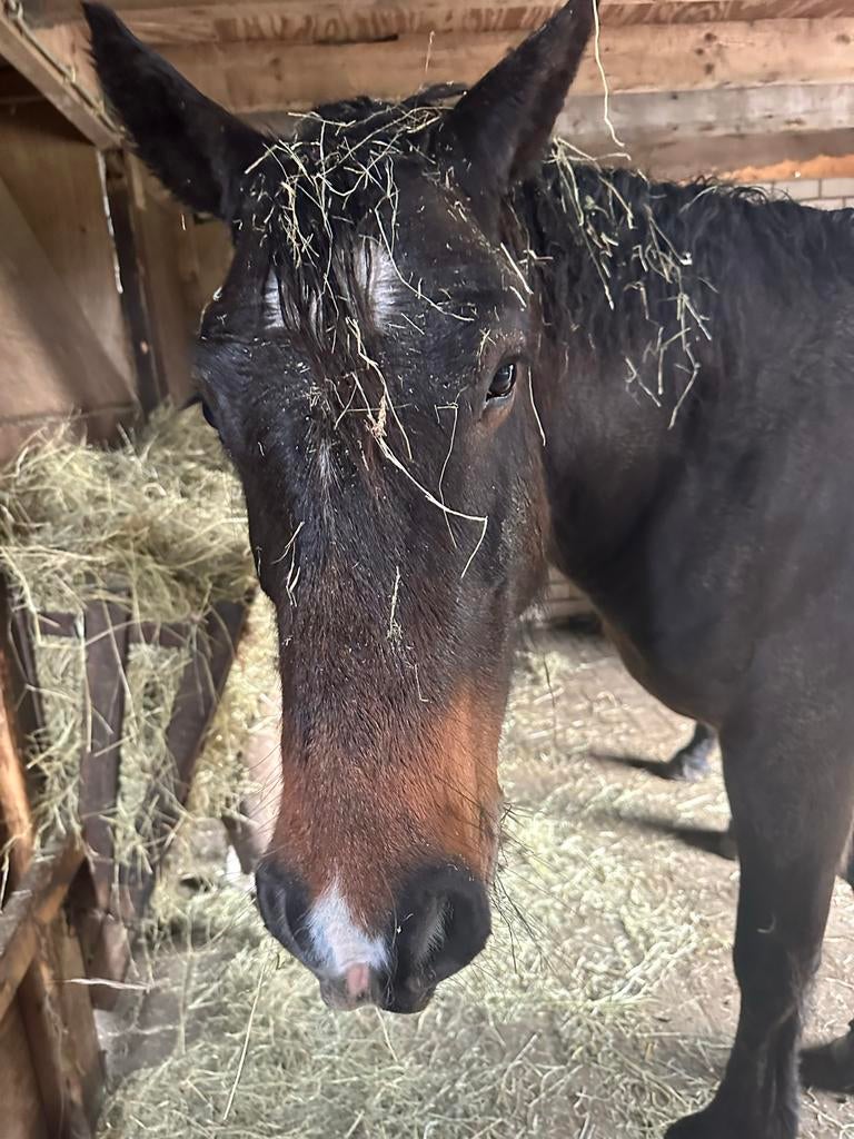Paard / pony te koop, Dieren en Toebehoren, Gechipt, Minder dan 160 cm, B, Ruin