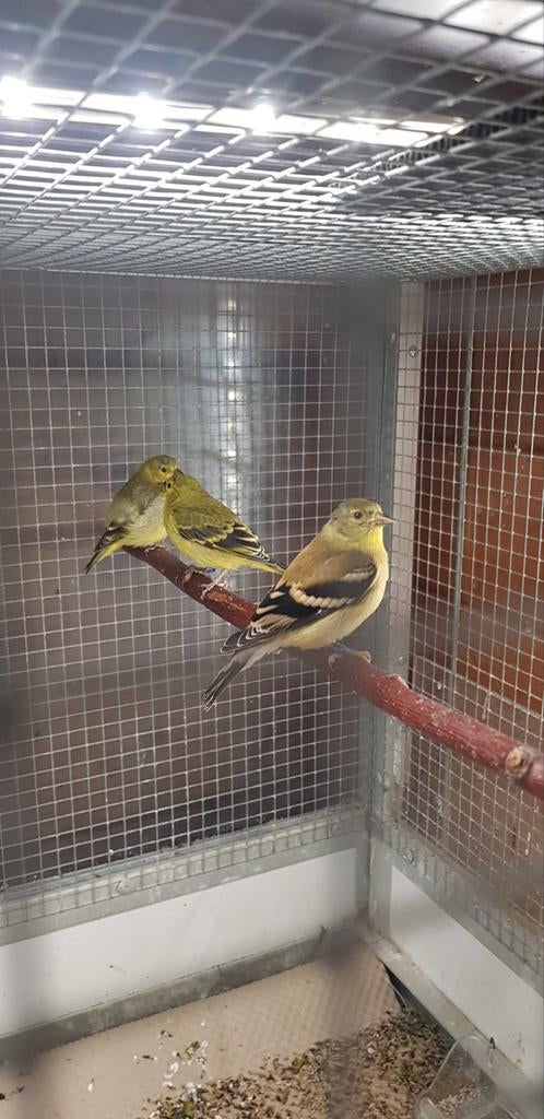 Twee treursijzen, Dieren en Toebehoren, Vogels | Overige Vogels, Mannelijk