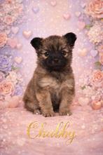 Lieve pomchi, HCC (leverziekte), Overige rassen, 8 tot 15 weken, Teef