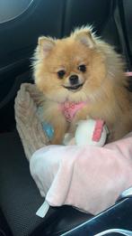 Pomeriaan, pomerian, dwergkees bear face, Keeshond, 15 weken tot 1 jaar, Teef, Parvo