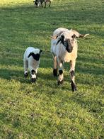 Walliser schwarsznaze met ramlam, Dieren en Toebehoren, Schapen, Geiten en Varkens, Vrouwelijk, Schaap, 0 tot 2 jaar