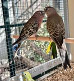 Bourke parkieten koppel, Dieren en Toebehoren, Vogels | Parkieten en Papegaaien, Meerdere dieren, Parkiet