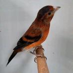 Kapoetsensijs F1 man, Mannelijk, Wildzangvogel, Geringd