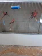 Bourke-parkiet opaline mannen., Mannelijk, Parkiet, Geringd