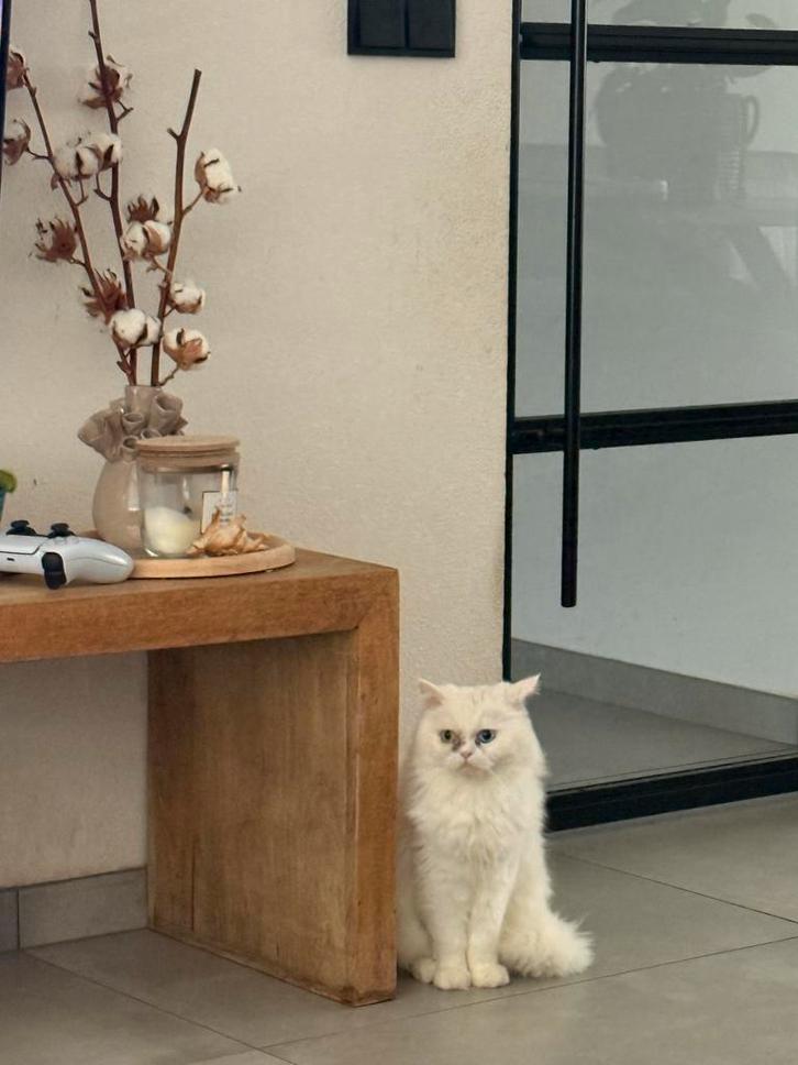 Perzische kittens, Dieren en Toebehoren, Katten en Kittens | Overige Katten, Meerdere dieren