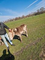 BONTE EZEL MERRIE 2 JAAR TOP BRAAF, Dieren en Toebehoren, Maart, Vrouwelijk