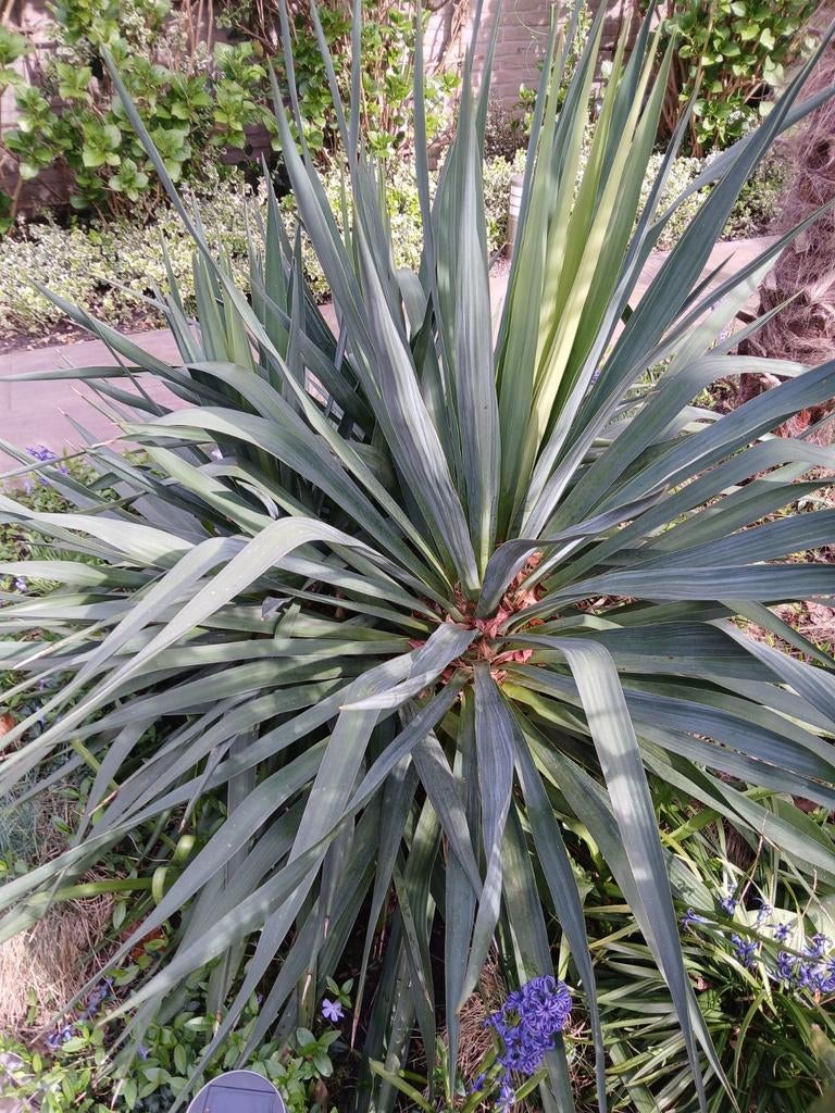 Yucca plant, Tuin en Terras, Planten | Tuinplanten, Ophalen, Vaste plant, Overige soorten, Volle zon