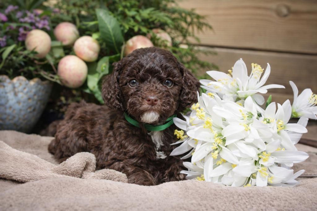 Hele kleine choco en abrikoos maltipoo reutjes 🤎🩵, Dieren en Toebehoren, Poedel, Parvo, Reu, 8 tot 15 weken