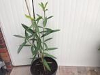Oleander, Tuin en Terras, Planten | Tuinplanten, Ophalen, Overige soorten, Volle zon
