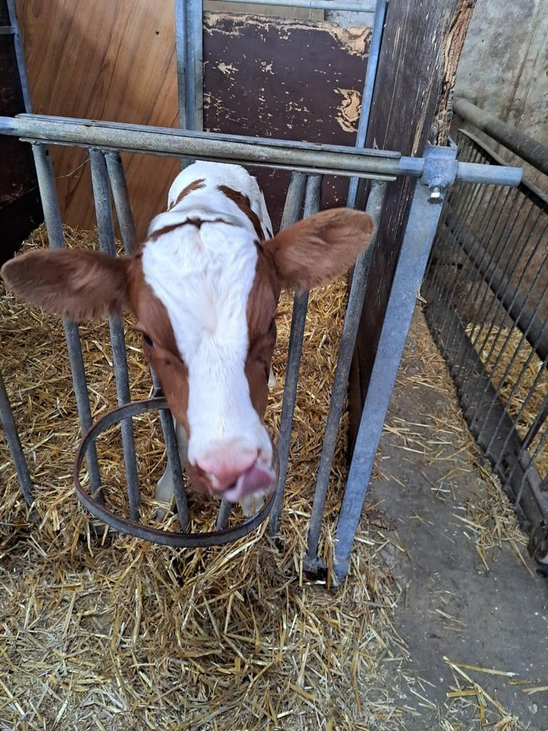 Tweeling stieren, Dieren en Toebehoren, Runderen, Mannelijk