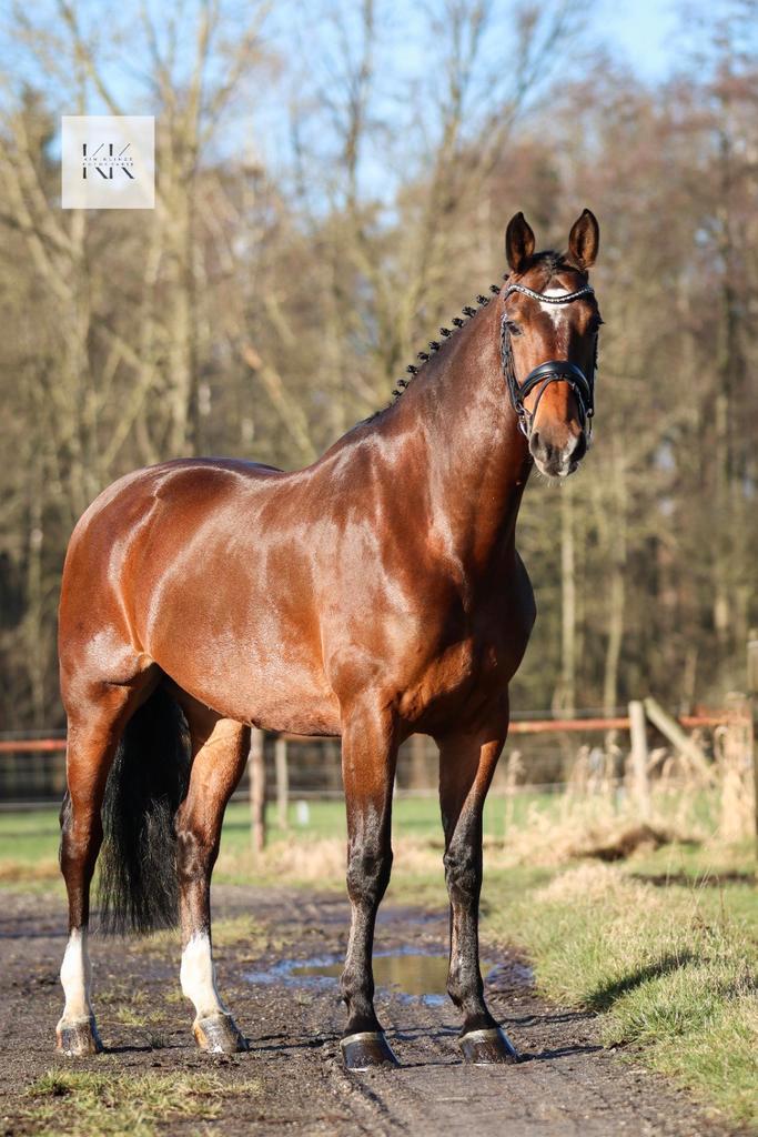 Goed bewegend Menpaard, Dieren en Toebehoren, Paarden, Ruin, M, 160 tot 165 cm, Tuigpaard