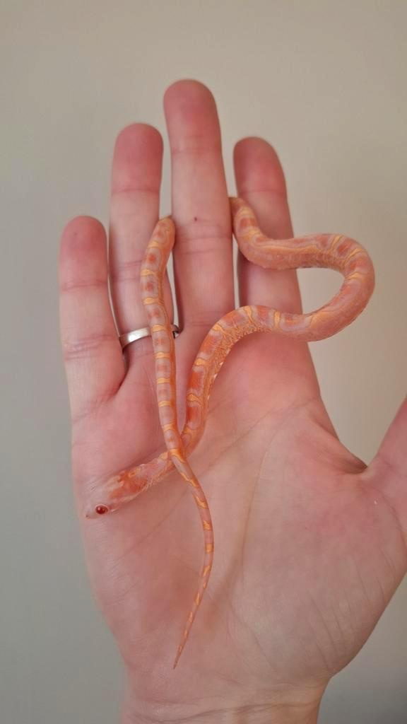 Pantherophis guttatus ~ Amel scaleless het motley Rat Snake - unknown for sale from Daphne