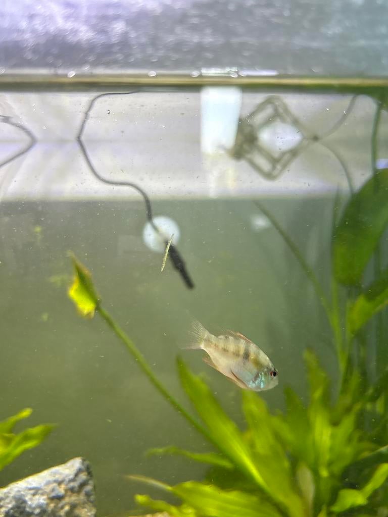 Antenne baars, Dieren en Toebehoren, Vissen | Aquariumvissen, Vis