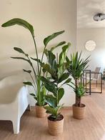 3 For 120- Strelitzia Nicolai & Ficus Lyrata & Yucca, Ficus, 100 tot 150 cm, In pot, Groene kamerplant