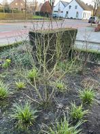 Mooie al grotere witte seringen struik, Volle zon, Vaste plant, Lente, Ophalen