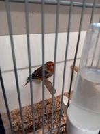 Bastaard Putter x kanarie, Meerdere dieren