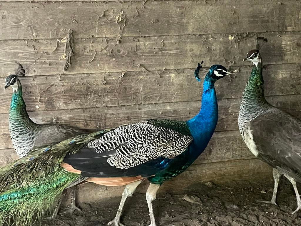 pauwen, Dieren en Toebehoren, Pluimvee, Meerdere dieren, Overige soorten