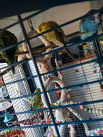 Grote parkieten kooi, Meerdere dieren, Parkiet, Pratend