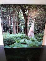 Fotoschilderij Marjolein Busstra - Mysterieus Bos, Ophalen