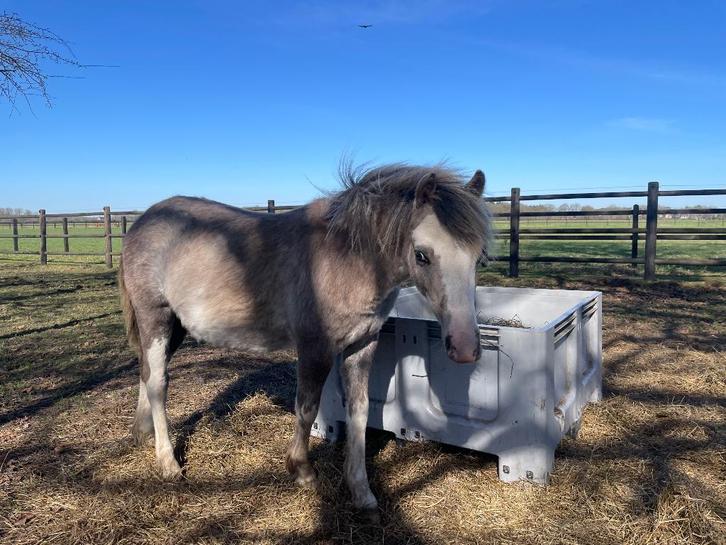 Welsh sectie A merrie jaarling, Dieren en Toebehoren, Pony's, Merrie, B pony (1.17m tot 1.27m), 0 tot 2 jaar, Met stamboom, Gechipt