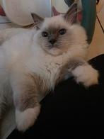 Zeer mooi ragdoll poesje met stamboom uit geteste ouders!!