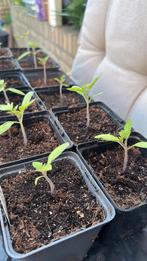 Tomaten planten San Marzano (hoge opbrengst) Moestuin, Ophalen, Eenjarig, Groenteplanten, Volle zon