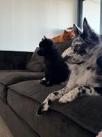 Pomsky teefje te koop, 8 tot 15 weken, Teef, Poolhond, Parvo