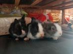 3 schattige konijntjes zoeken een nieuw huisje, Dieren en Toebehoren, Konijnen, Geslacht onbekend, Dwerg, 0 tot 2 jaar