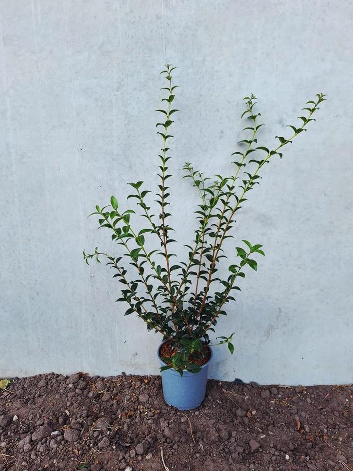 Osmanthus Burkwoodii 🌿 haagplant, Tuin en Terras, Planten | Struiken en Hagen, Overige soorten, Ophalen
