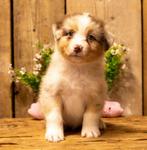 Te koop prachtige Australian Shepherd pup, Dieren en Toebehoren, Honden | Herdershonden en Veedrijvers, Overige rassen, 8 tot 15 weken