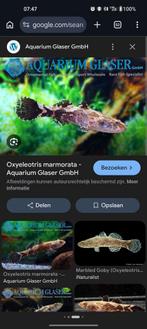 Op zoek naar oxyeleotris marmorata, marbled goby, Dieren en Toebehoren, Ophalen of Verzenden