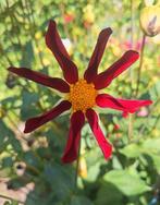 Dahlia zaden, Ophalen of Verzenden, Volle zon