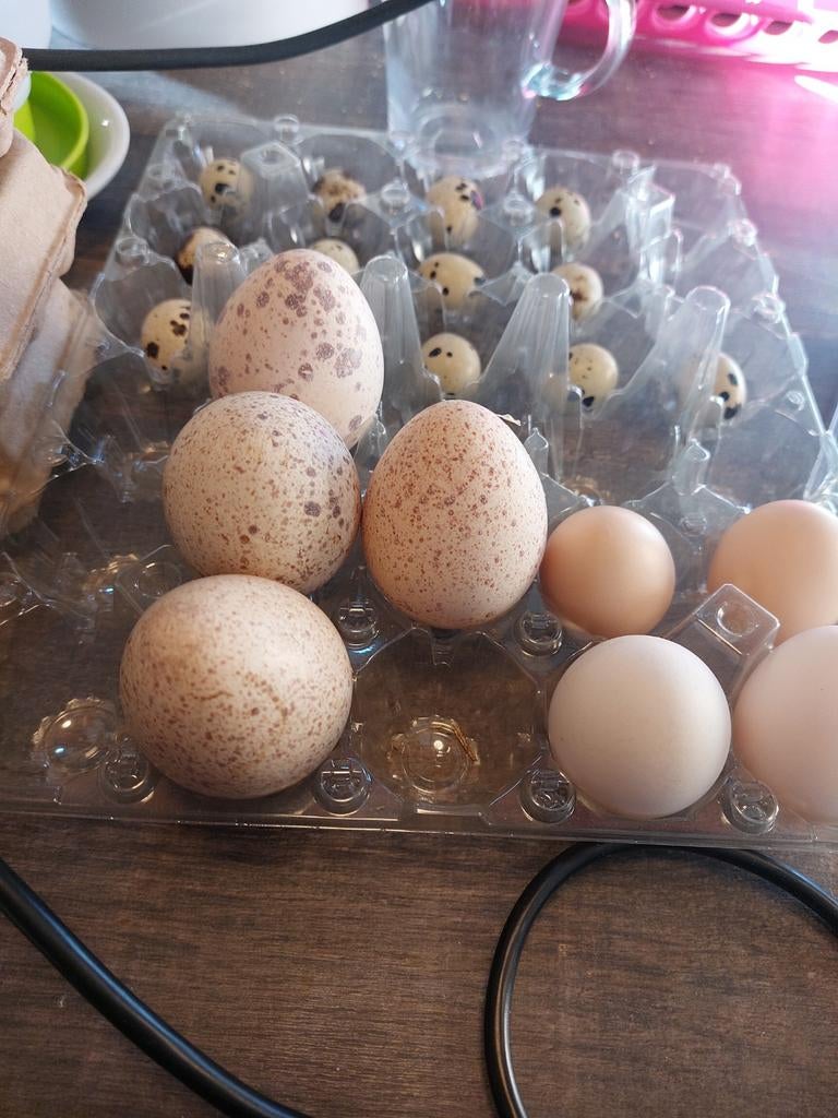 Broedeieren kalkoenen, Dieren en Toebehoren, Pluimvee, Kalkoen, Meerdere dieren