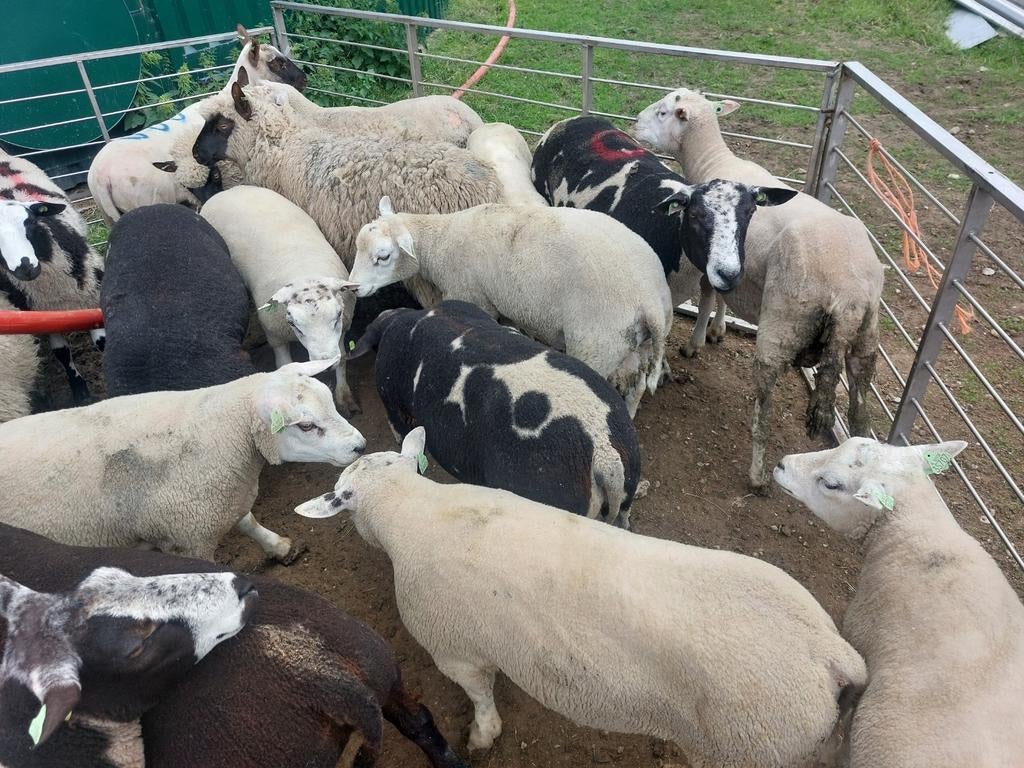 Zware Rammen, Mannelijk, Schaap