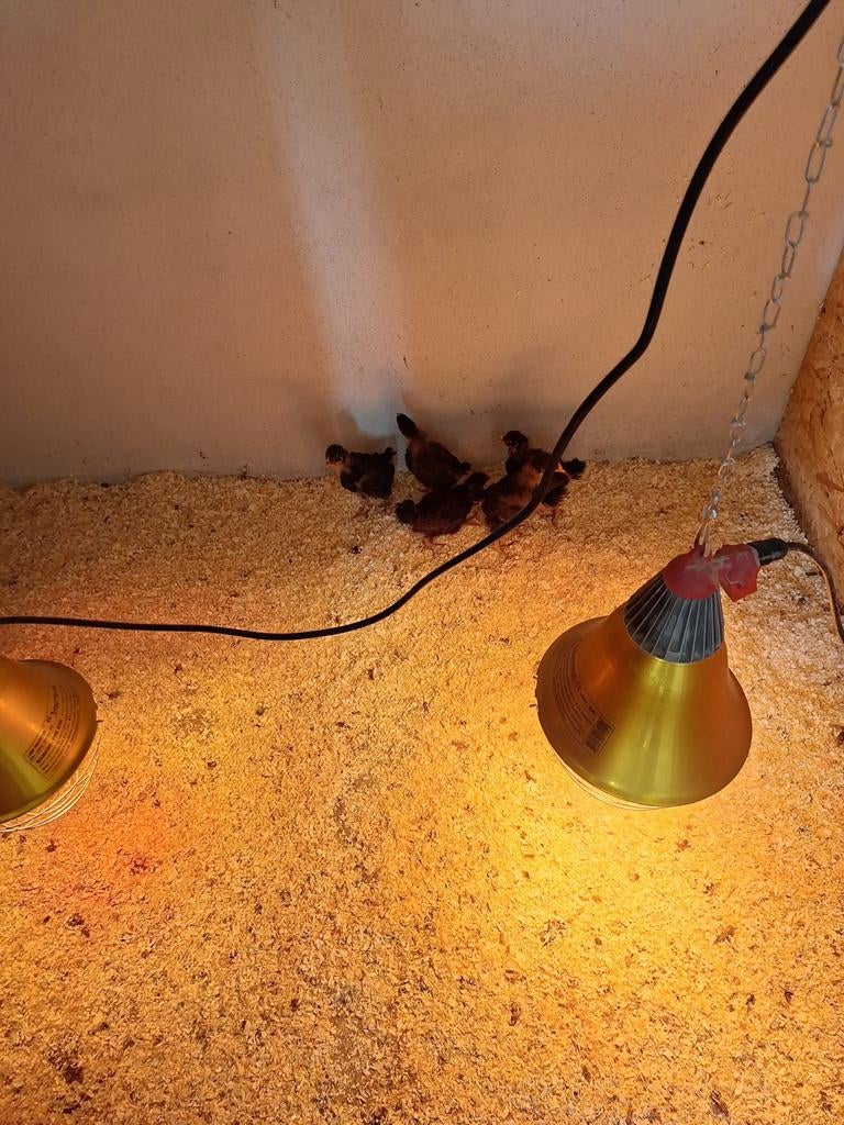 Barneveldse Kuikens, Dieren en Toebehoren, Pluimvee, Geslacht onbekend, Kip