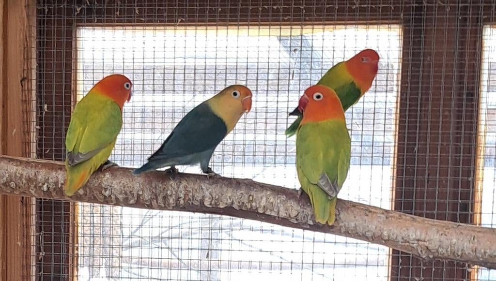 2 kweekkoppels en 7 jongen ...opaline dilute !/ turquase, Meerdere dieren, Dwergpapegaai of Agapornis, Geringd