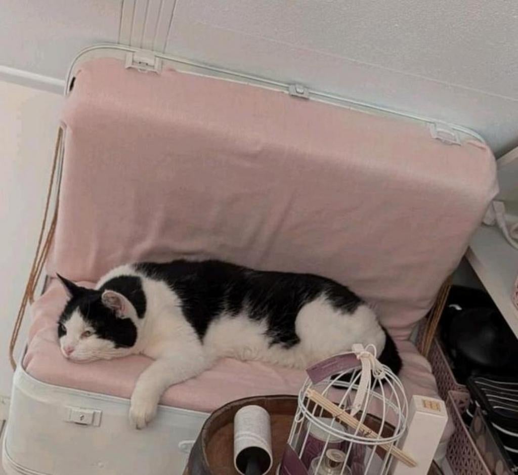 Unieke katten stoel (excl ), Ophalen, Overige