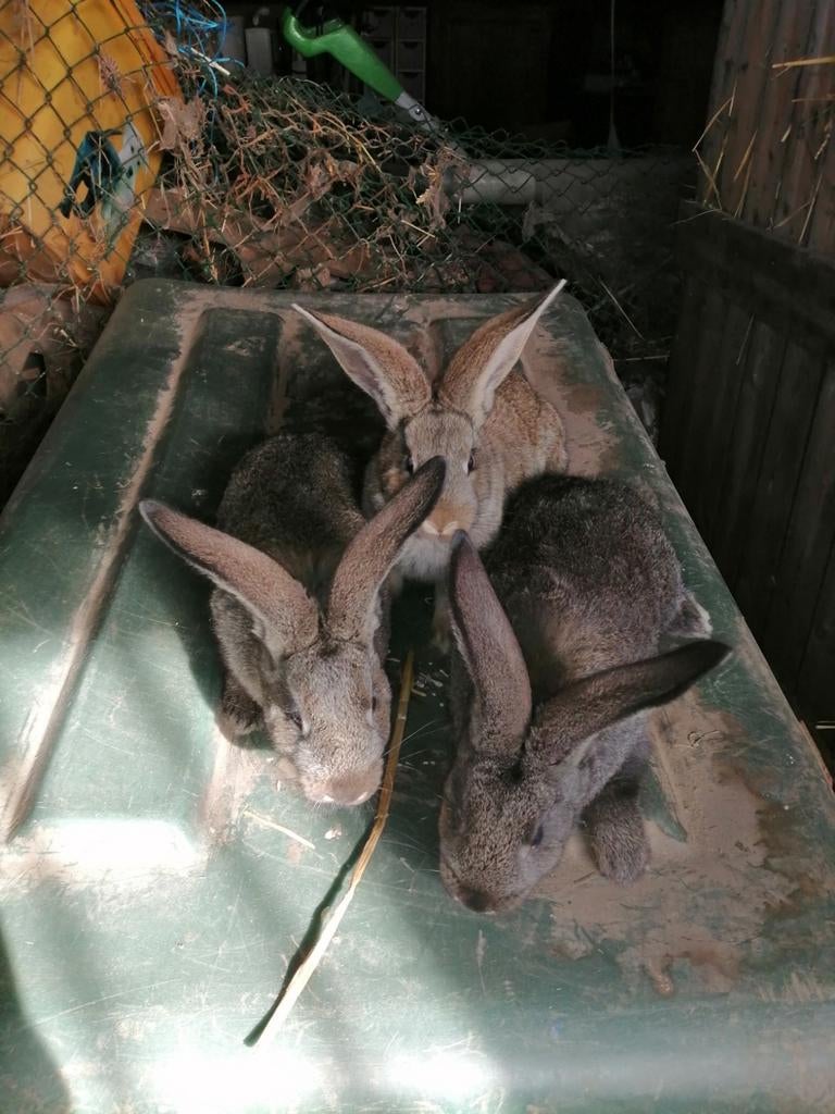 Jonge Duitse reuzen, Dieren en Toebehoren, Hagedis, 0 tot 2 jaar